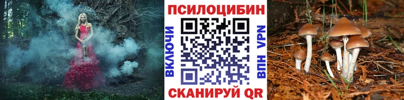 закладка  Ермолино  Галлюциногенные грибы GOLDEN TEACHER 